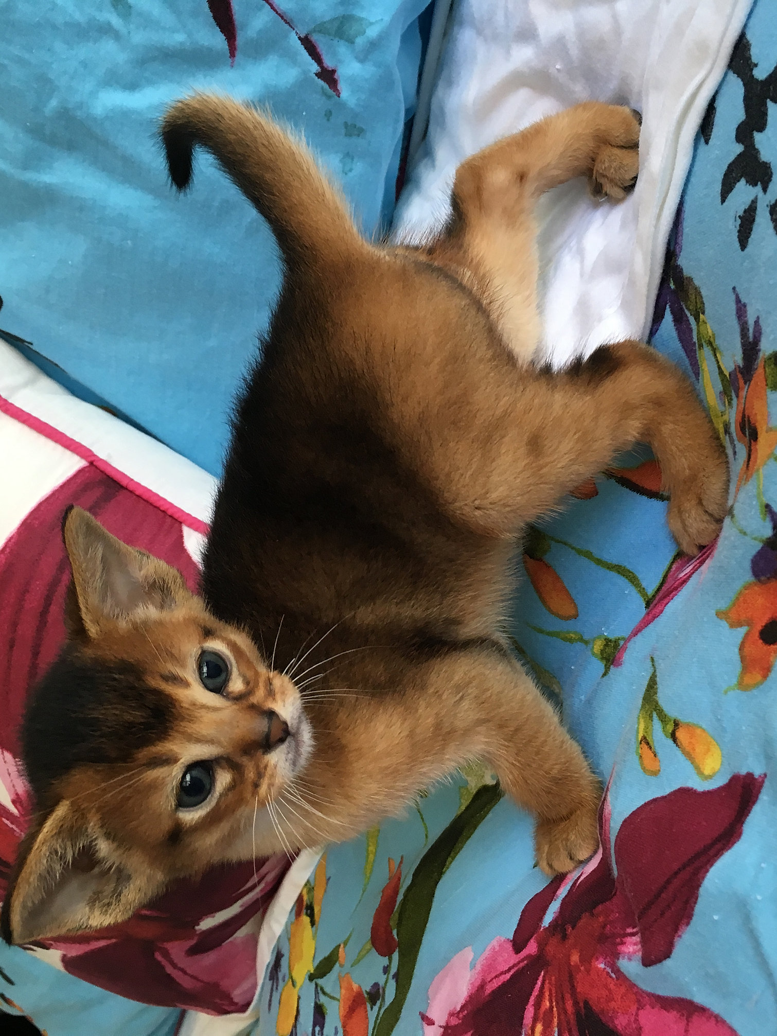 Is Abyssinian Kittens For Sale Newcastle Still Relevant  