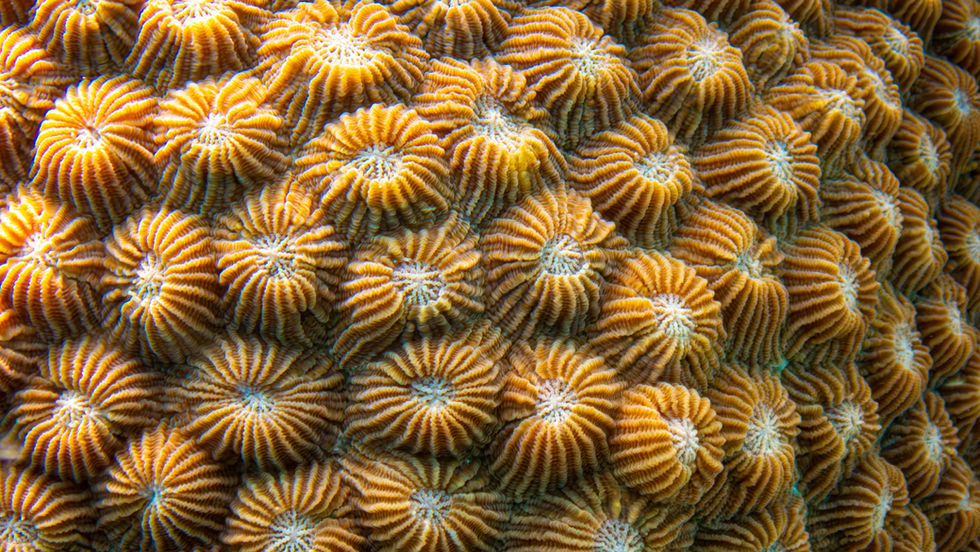 ocean - 65 de 187