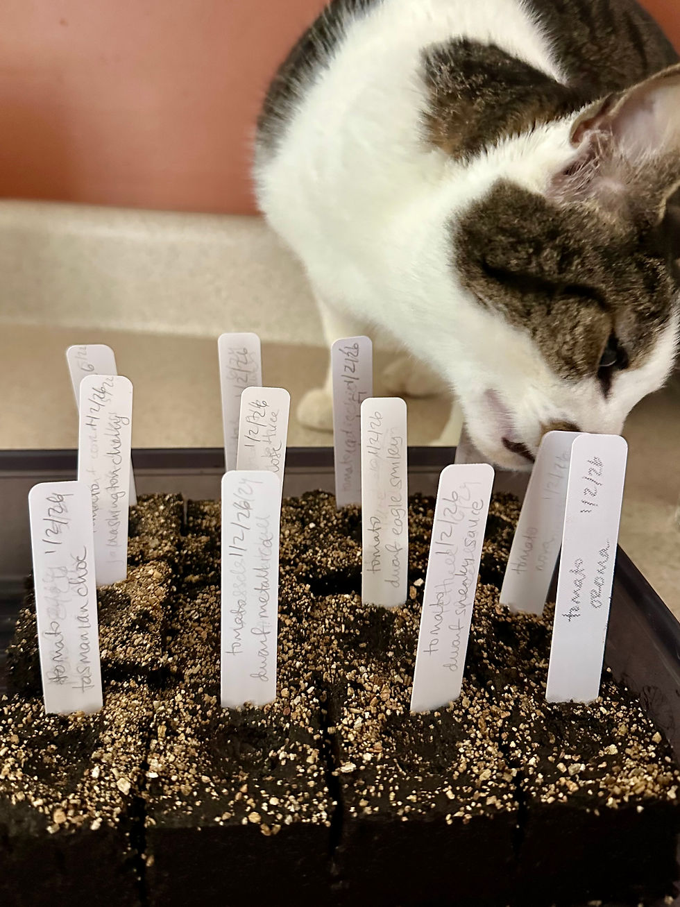 quinn's quality control of the greenhouse tomatoes directly after seeding