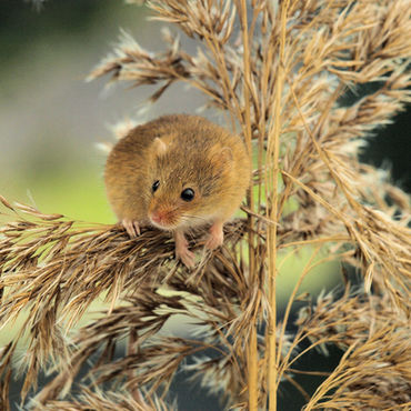 A close up picture of a field mouse in long grass. The mouse looks wary and inquisitive. The mouse is in sharp focus with the background blurred.
