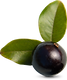 Jabuticaba 