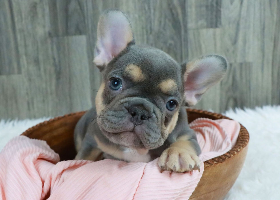 Thumbnail: French Bulldog Puppy For Sale