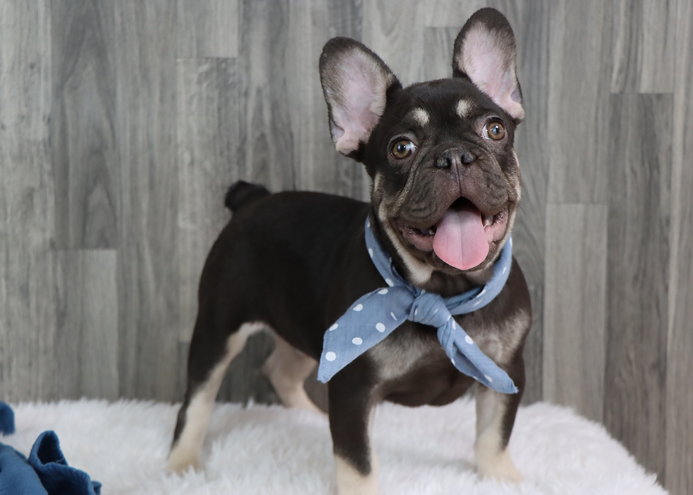 Thumbnail: French Bulldog Puppy For Sale