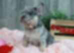 Thumbnail: French Bulldog Puppy For Sale