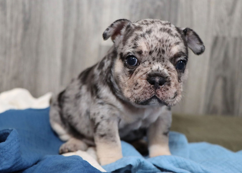 Thumbnail: French Bulldog Puppy For Sale