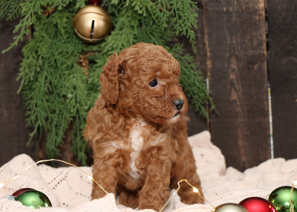 Thumbnail: Mini Golden Doodle Puppy For Sale