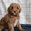 Mini Golden Doodle Puppy For Sale