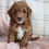 Thumbnail: Mini Golden Doodle Puppy For Sale