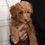 Thumbnail: Mini Golden Doodle Puppy For Sale