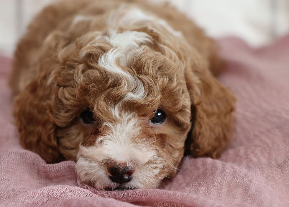 Thumbnail: Mini Golden Doodle Puppy For Sale