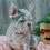 Thumbnail: French Bulldog Puppy For Sale