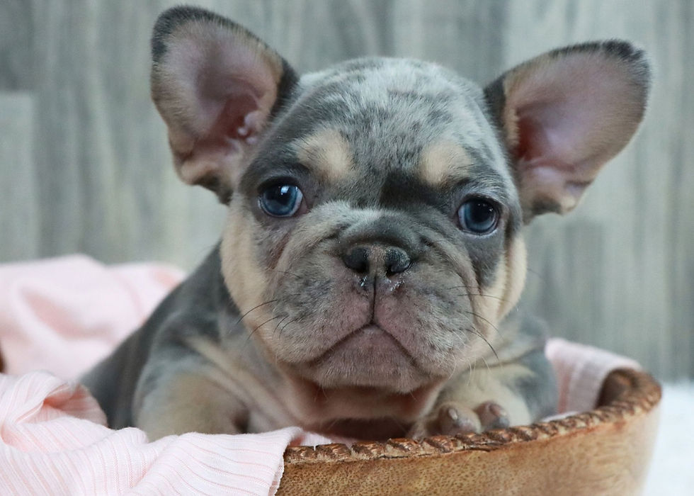 French Bulldog Puppy For Sale