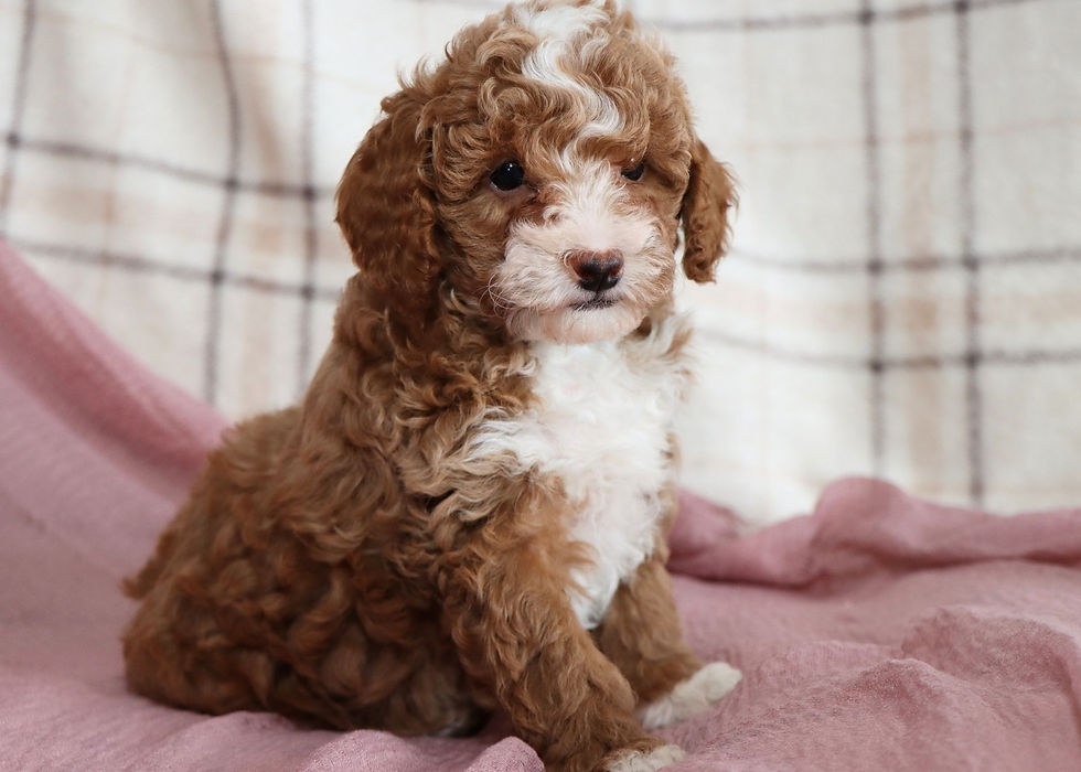 Thumbnail: Mini Golden Doodle Puppy For Sale