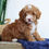 Thumbnail: Mini F1b Goldendoodle puppy