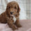 Thumbnail: Mini Golden Doodle Puppy For Sale