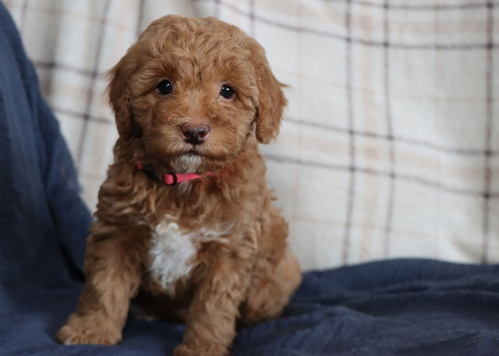 Mini Golden Doodle Puppy For Sale
