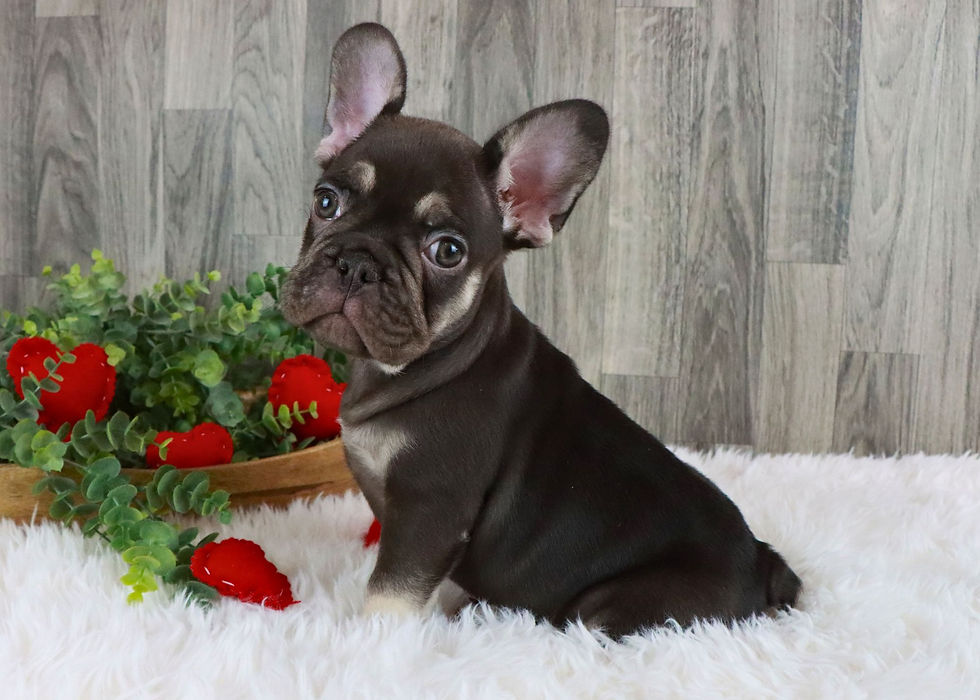 French Bulldog Puppy