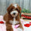 Thumbnail: Mini Golden Doodle Puppy For Sale