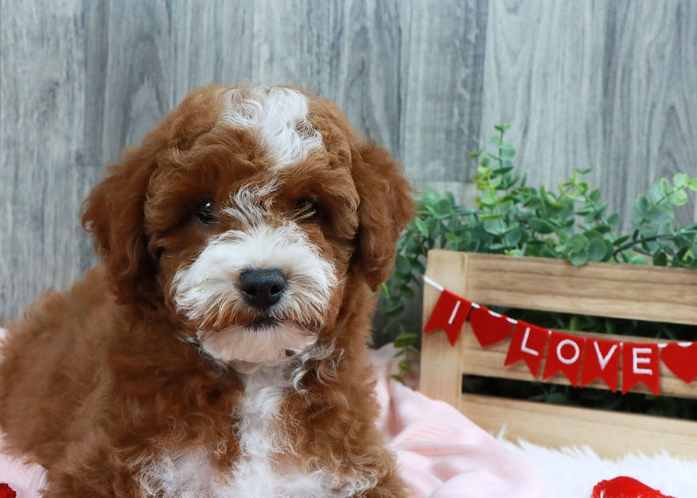 Thumbnail: Mini Golden Doodle Puppy For Sale