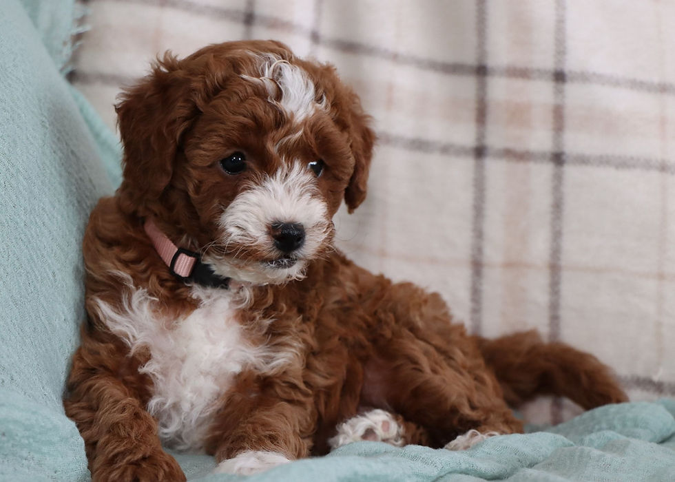 Mini Golden Doodle Puppy For Sale