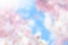 満開の桜