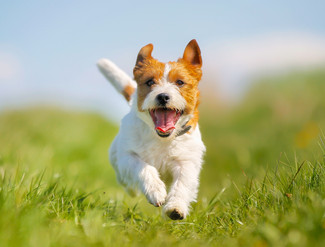 犬