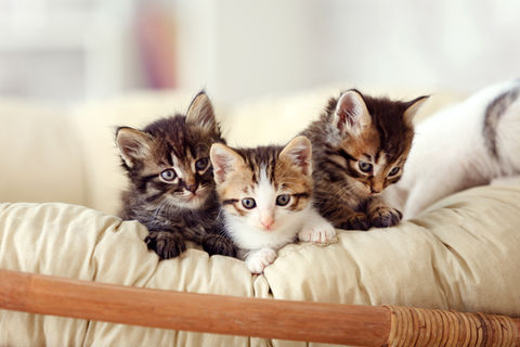 子猫