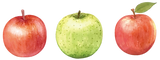 りんご