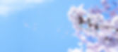 青空と桜