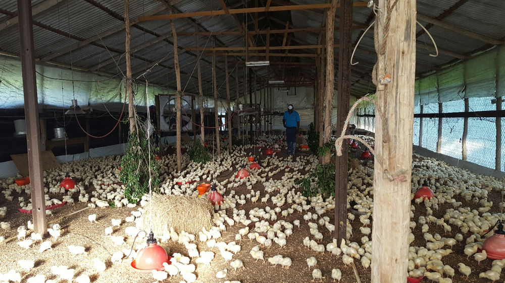 Chicken Farming in Jamaica
