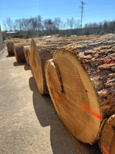 poplar slab logs
