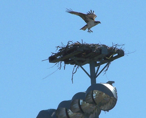 An Osprey Lands at McKeon Park. Photo courtesy of Hyannis Harbor Hawks.