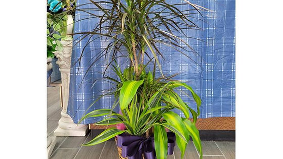 Large Dracaena