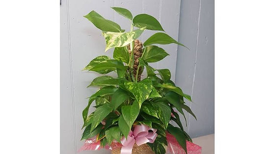 Poled Pothos Ivy