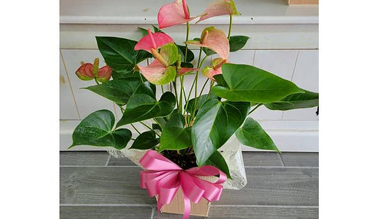Anthurium