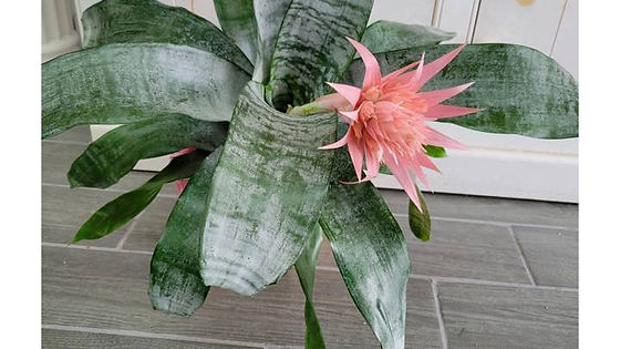 Silver Vase Bromeliad