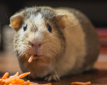 two guinea pigs eating cheese_edited.jpg