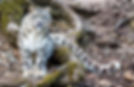parc animalier.jpeg