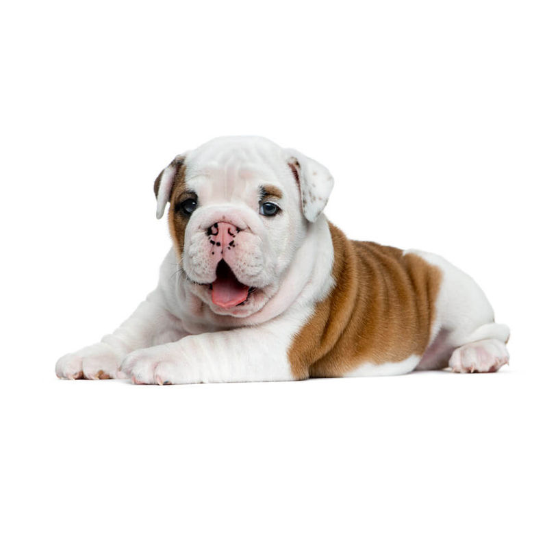 english-bulldog-puppy.jpg