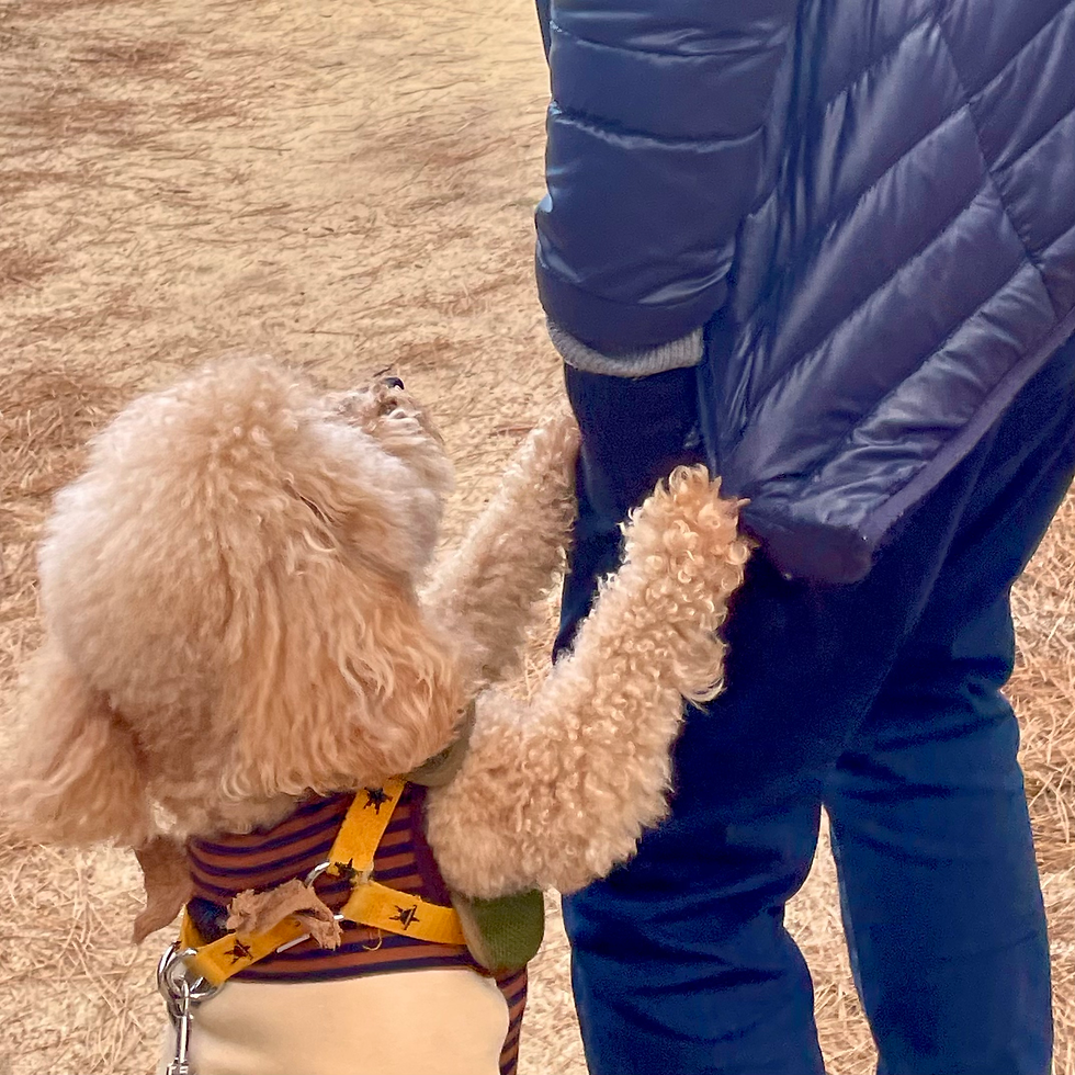 家族に甘える犬
