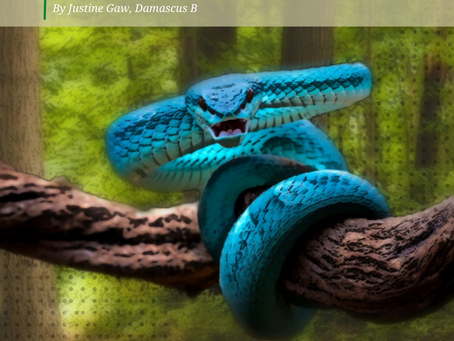 It’s Not Poison; It’s Venom: Misconceptions About Snakes