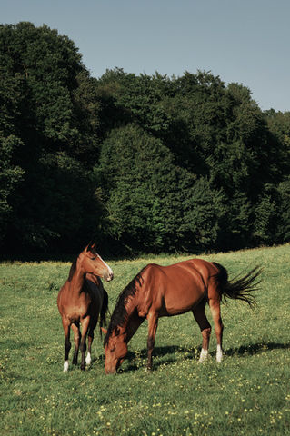 val_aux_pommes_centre_equestre_valorbiquet_normandie_45.jpg