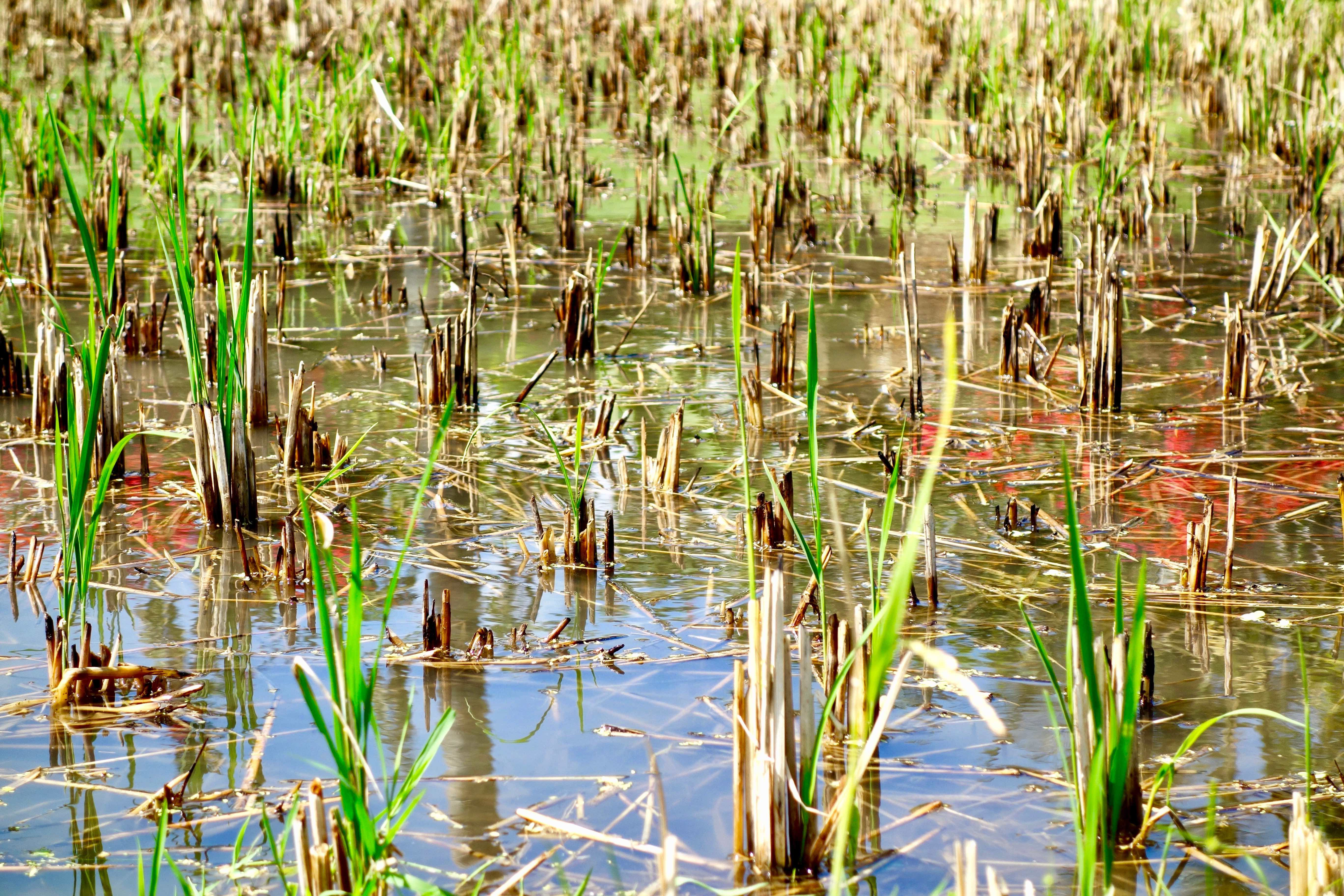 Reisanbau Foto, Reispflanzen im Wasser Foto, Reisanbau Bali