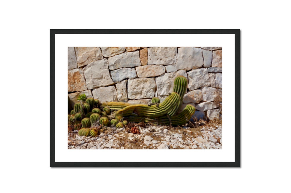 Miniaturbild: Kakteenfotos, Kakteen Italien, Familienfotos