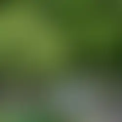 Brisbane's landscape architecture projects recently garnered top honours at the AILA Queensland Awards - the power of design to drive positive change