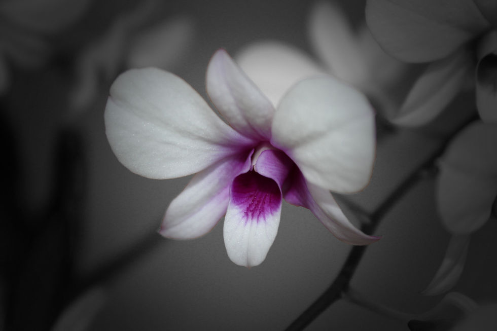 Blume dunkelpink/schwarz-weiß