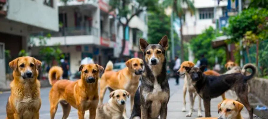 कर्नाटक में कुत्ते के काटने के बढ़ते मामलों पर स्वास्थ्य विभाग अलर्ट
