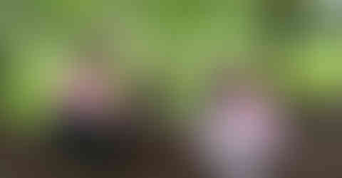 Four volunteers planting saplings, supporting environmental protection.