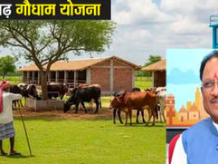 बिलासपुर से आज ‘गौधाम योजना’ की शुरुआत करेंगे मुख्यमंत्री विष्णु देव साय, निराश्रित गौवंश संरक्षण को मिलेगा नया आधार