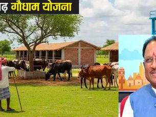 बिलासपुर से आज ‘गौधाम योजना’ की शुरुआत करेंगे मुख्यमंत्री विष्णु देव साय, निराश्रित गौवंश संरक्षण को मिलेगा नया आधार